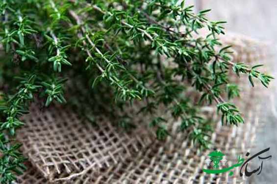 خواص های آویشن