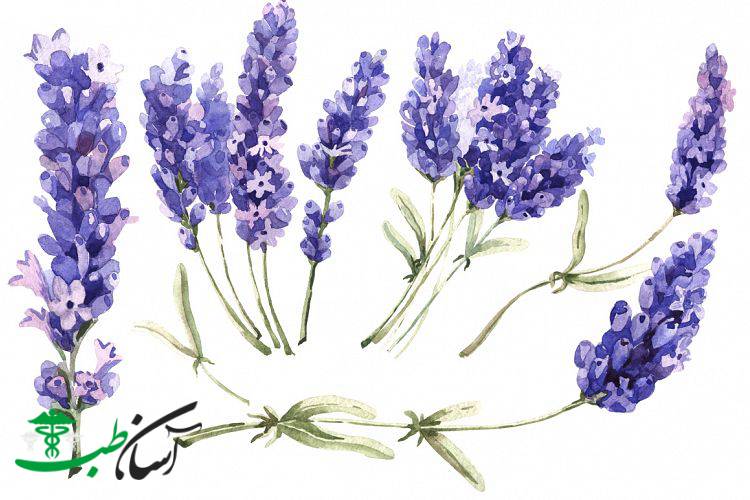 اسطوخودوس و خواص آن در طب سنتی