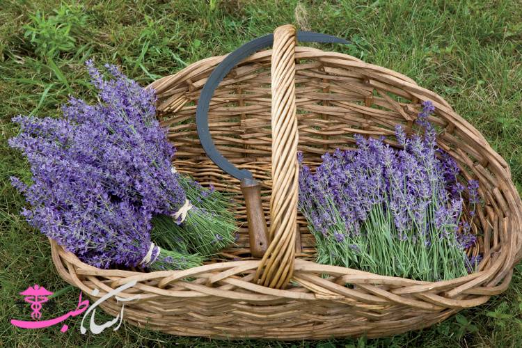 اسطوخودوس و خواص آن در طب سنتی