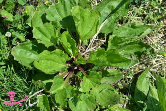 بارهنگ کتانی