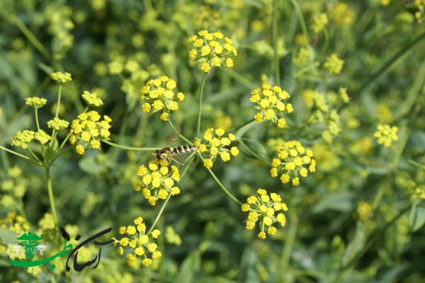 خواص چتر گندمی