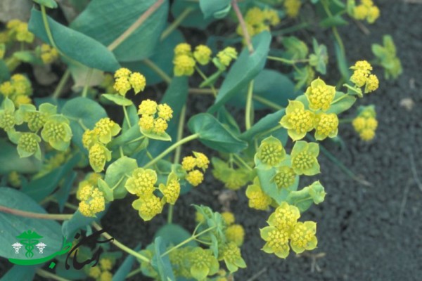 خواص چتر گندمی