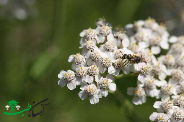 خواص بومادران خواص بومادران