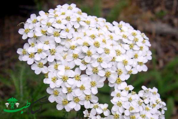 خواص بومادران
