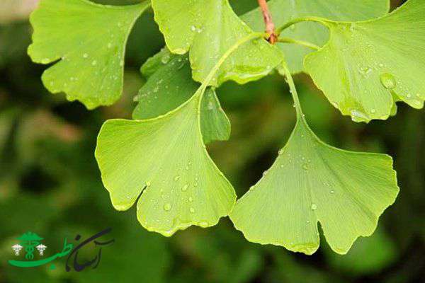 خواص جینکوبیلوبا