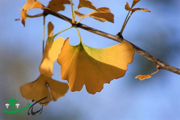 خواص جینکوبیلوبا