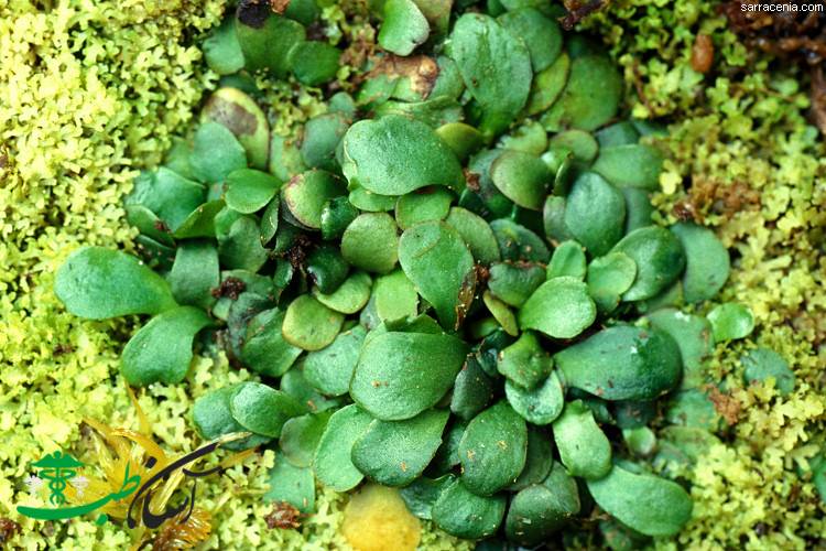 خواص خرفه در طب سنتی