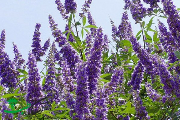 خواص پنج انگشت خواص پنج انگشت