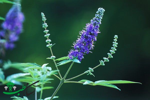 خواص پنج انگشت