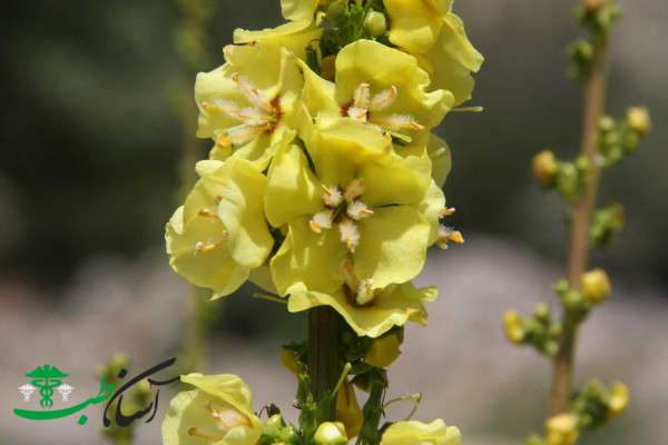 خواص گل ماهور