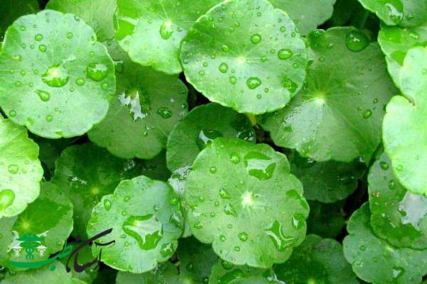 خواص گوتوکولا خواص گوتوکولا