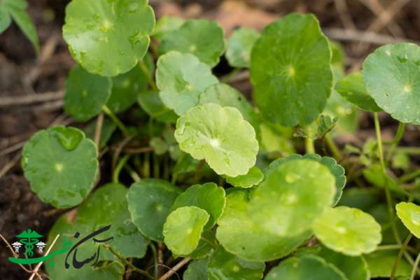 خواص گوتوکولا