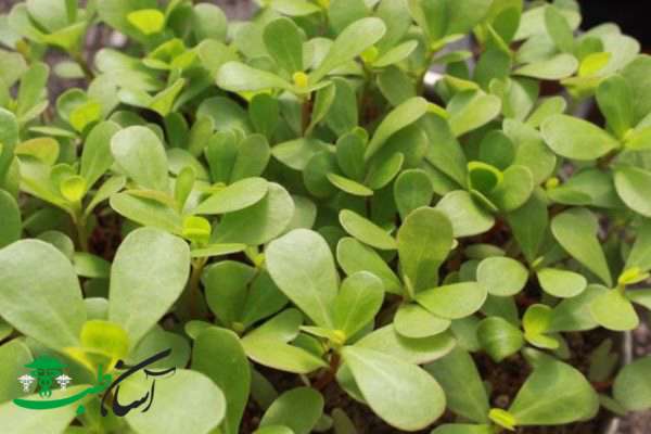 خواص یام وحشی