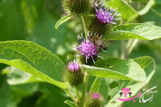 روغن بابا آدم