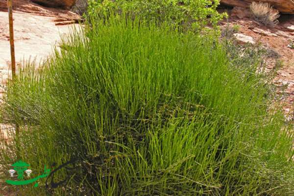 خواص افدرا خواص افدرا