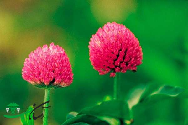 خواص شبدر قرمز خواص شبدر قرمز