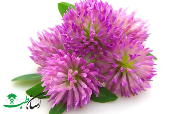 خواص شبدر قرمز خواص شبدر قرمز