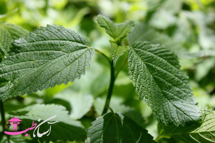 خواص گزنه در طب سنتی