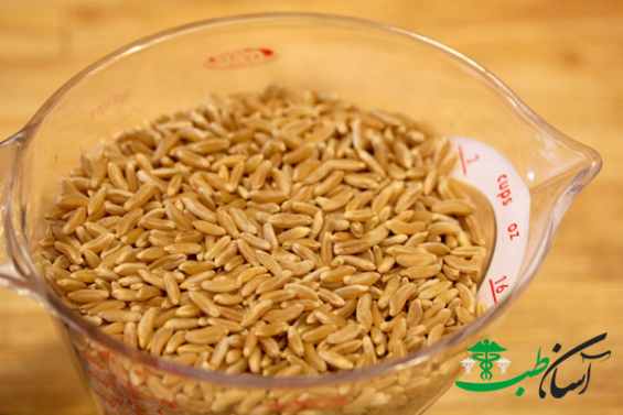 گندم خراسان