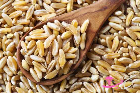 گندم خراسان