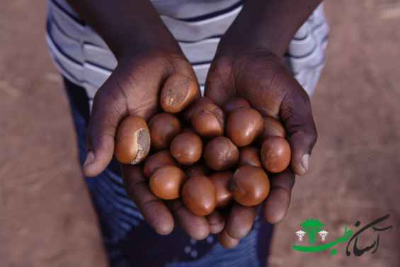 عصاره روغن قلم عصاره روغن قلم