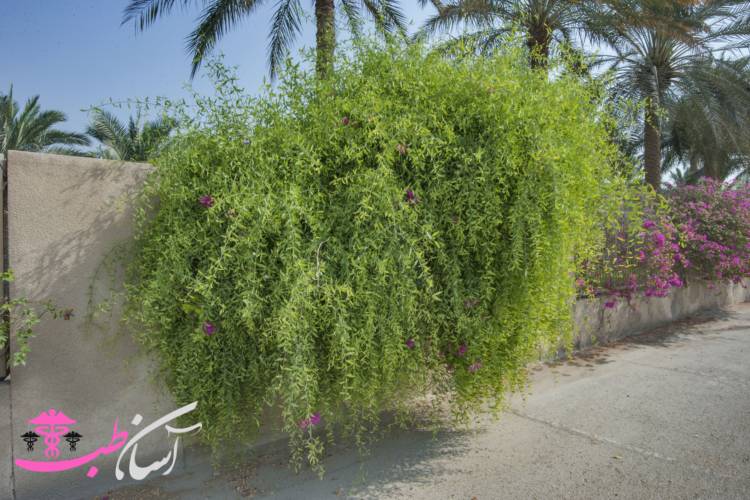 گیاهان دارویی استان هرمزگان گیاهان دارویی استان هرمزگان