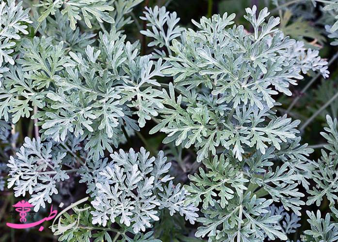 گیاهان دارویی استان گیلان در طب سنتی