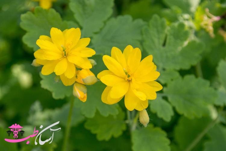 گیاهان دارویی استان گیلان در طب سنتی