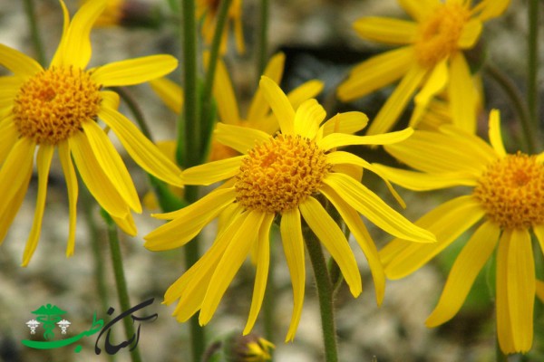 خواص همیشه بهار کوهی