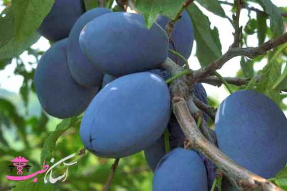 آلو بخارایی