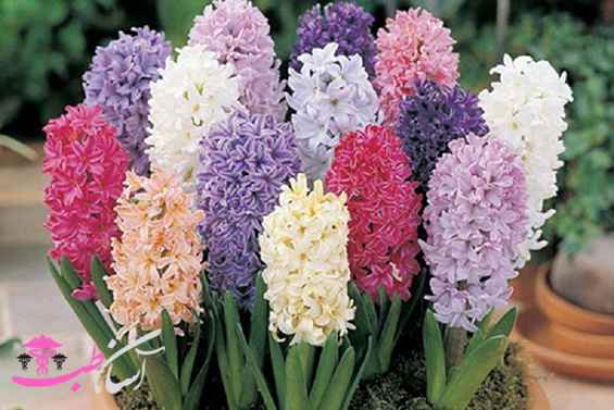 سنبل هندی