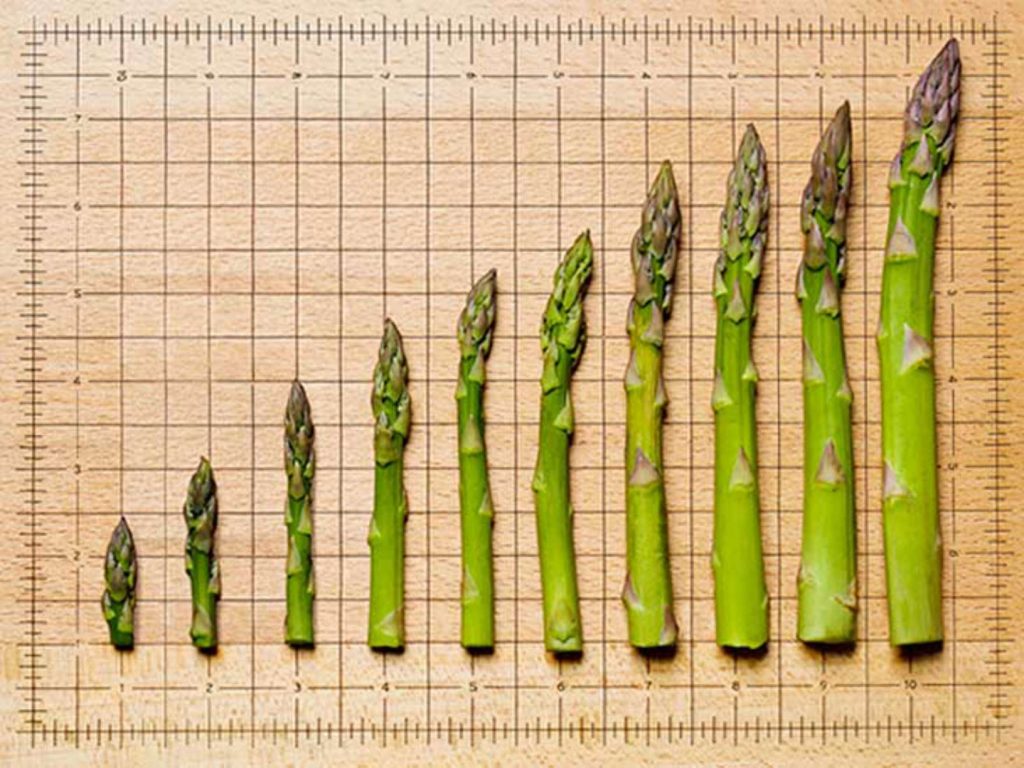 اندازه گیری آلت تناسلی