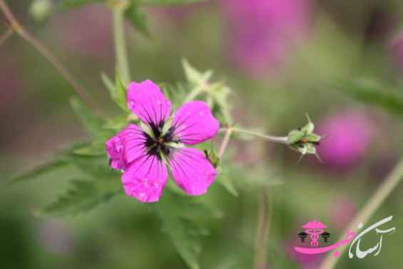 سوزن چوپان قرمز