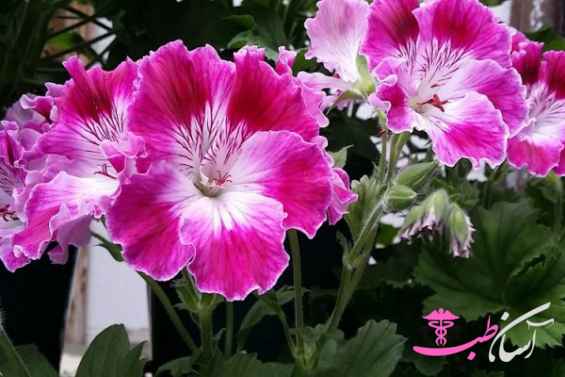 سوزن چوپان قرمز