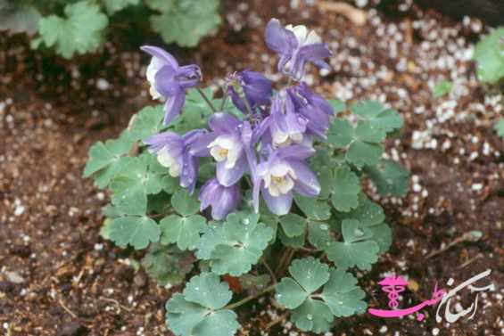 گل تاج الملوک