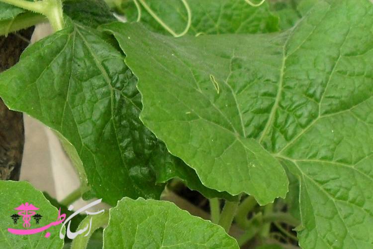 خواص درمانی بابا آدم