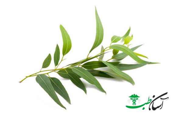 روغن اکالیپتوس