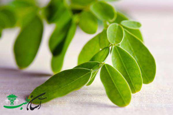 خواص مورینگا