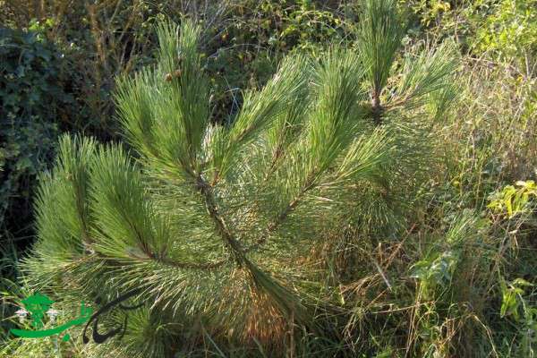 خواص پوست کاج