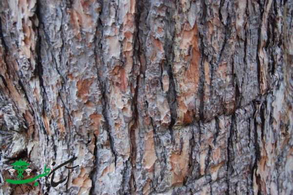 خواص پوست کاج