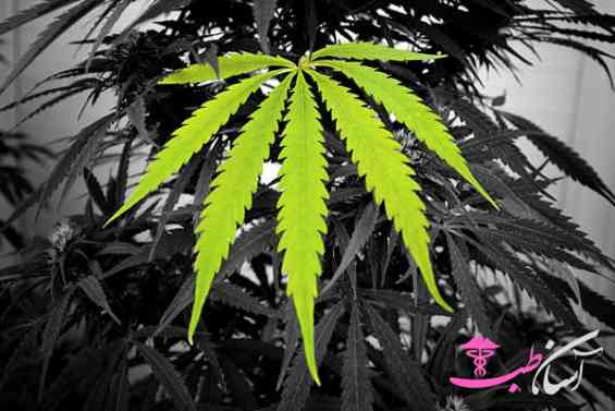 چای ماری‌جوآنا