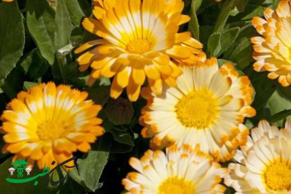 خواص کالاندولا خواص کالاندولا