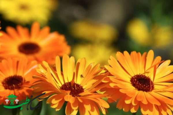 خواص کالاندولا