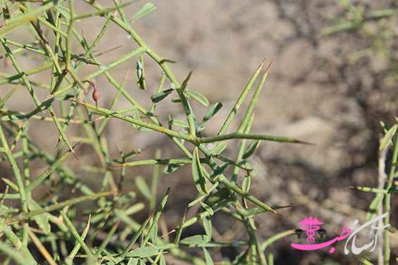 گیاه ترنجبین