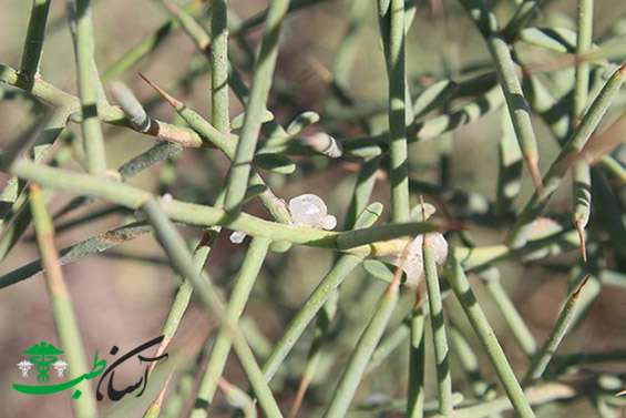 گیاه ترنجبین