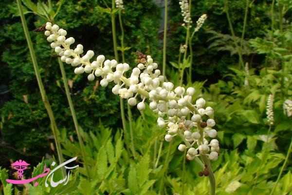 خواص توت مار