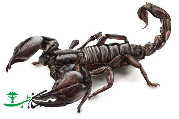 خواص زهر عقرب خواص زهر عقرب