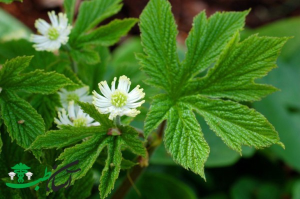 خواص خوک طلایی