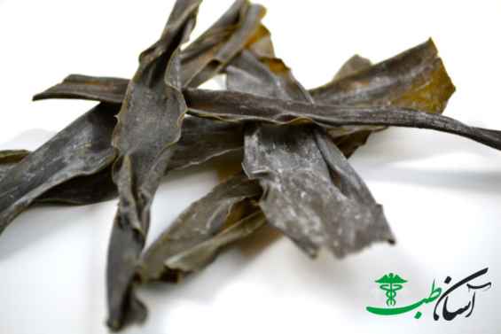 جلبک دریایی