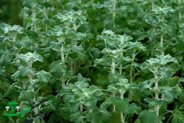 خواص گندنای کوهی